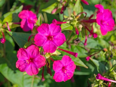 Çiçek açan harika çiçek, Mirabilis Jalapa