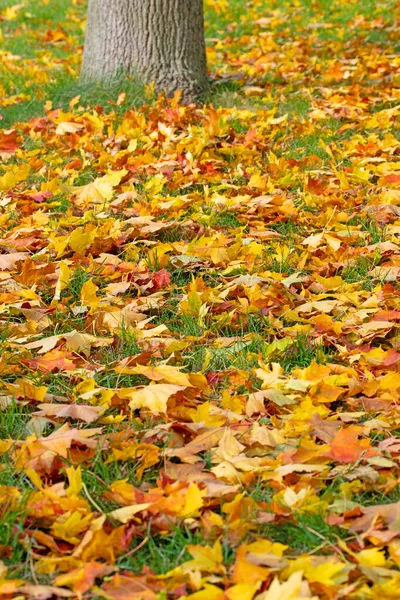 Hojas Arce Colores Otoño Prado —  Fotos de Stock