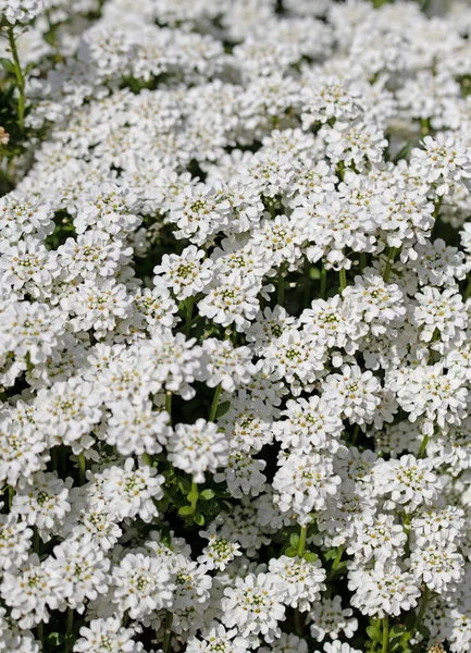 İlkbaharda açan şekerleme, İberis.