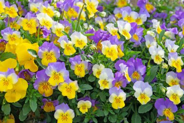 Çiçekli boynuz menekşeleri, viyola cornuta, baharda