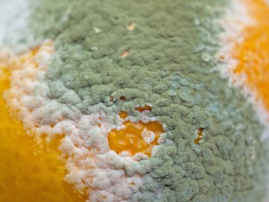 Limonlu küf, yakın plan