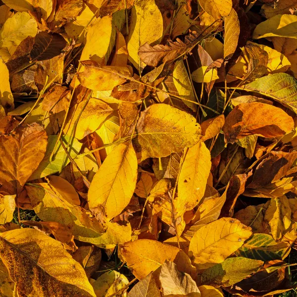 Listy Padají Listy Ořechového Stromu Podzim Večerním Slunci — Stock fotografie