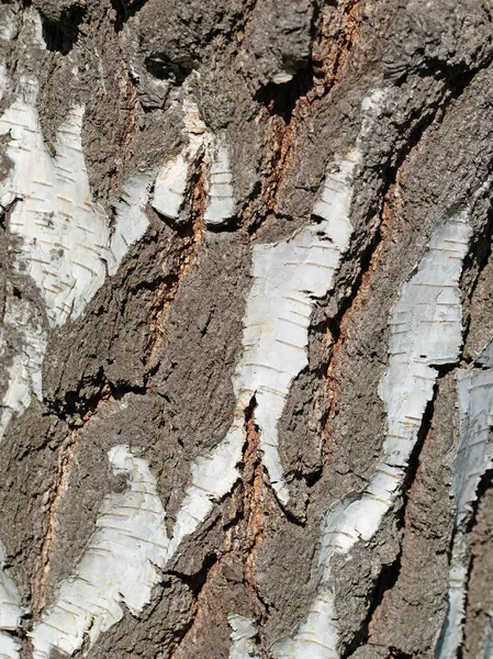 白樺の樹皮 ベトゥラ クローズアップで — ストック写真