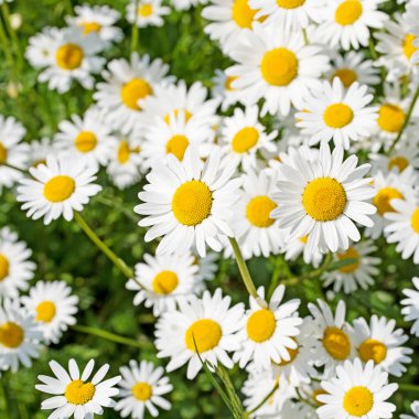Baharda çiçek açan margueritler, Leucanthemum.