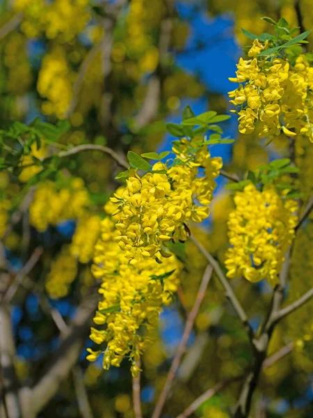 Laburnum Floración Amarilla Primavera — Foto de Stock