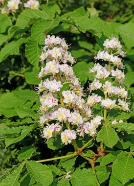 İlkbaharda çiçek açan kestane ağacı