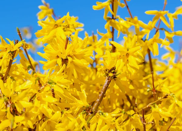 Bloeiende Forsythia Het Voorjaar — Stockfoto