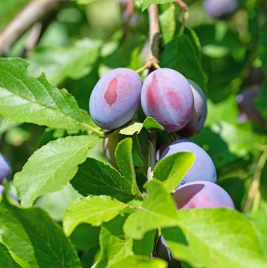 Olgun ev erikleri, Prunus domestica, ağaçta