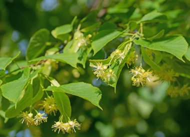 Çiçekli yaz ıhlamuru, Tilia platyphyllos, yakın plan.