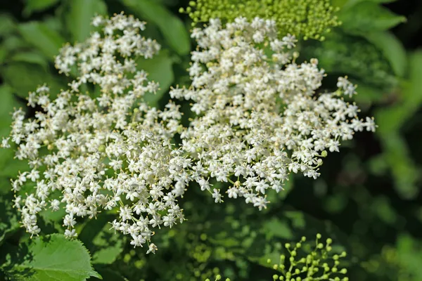 Flowering Elderberry Close — Stock Photo, Image