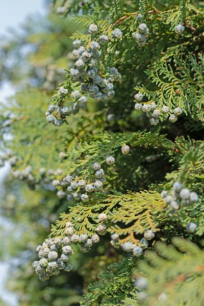 Lawson Hamis Ciprusának Női Kúpjai Chamaecyparis Lawsoniana — Stock Fotó