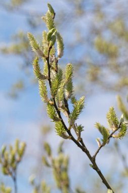 Söğüt ağacının dişi çiçekleri, tükürük kapreası