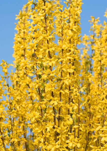 Gele Bloeiende Forsythia Het Voorjaar — Stockfoto