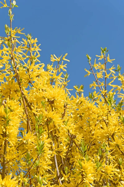 Gele Bloeiende Forsythia Het Voorjaar — Stockfoto