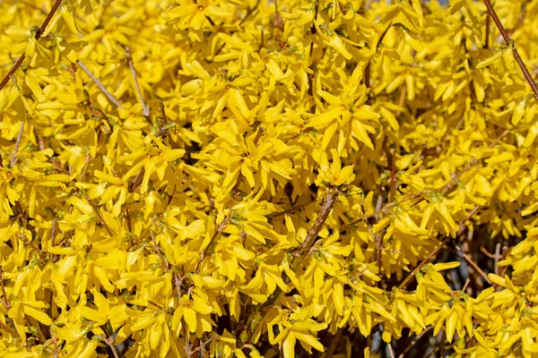 Kvetoucí Forsythia Jaře — Stock fotografie