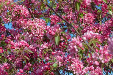 Baharda çiçek açan elma ağacı.