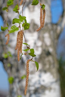 Çiçek açan, Betula pendula, baharda