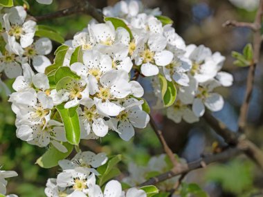 Çiçekli armutlar, Pyrus, baharda yakın planda.