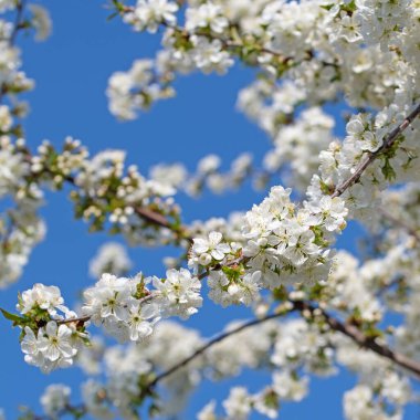 İlkbaharda kiraz çiçeklerinin yakın çekimi