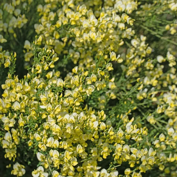 Escoba Floreciente Cytisus Scoparius Primavera — Foto de Stock