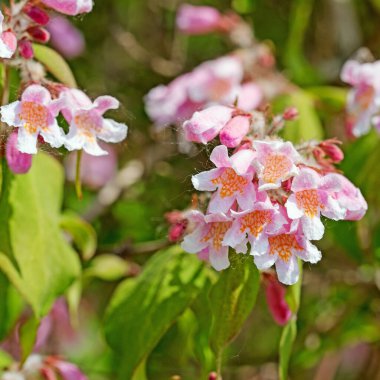 Çiçekli Kolkwitzie, Kolkwitzia amabilis, ilkbaharda