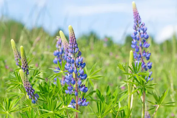 Bloeiende Lupine Lupinus Het Voorjaar — Stockfoto