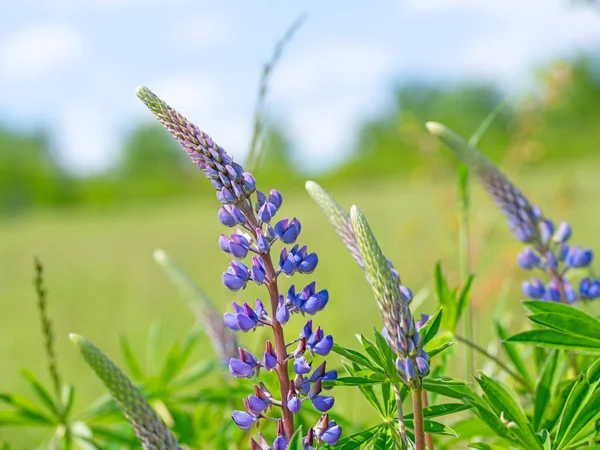 Bloeiende Lupine Lupinus Het Voorjaar — Stockfoto