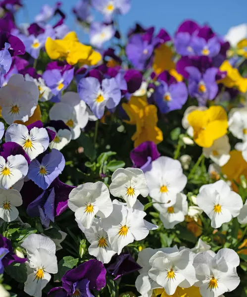 Blühende Veilchen Viola Cornuta Frühling — Stockfoto