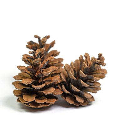 Yakın planda beyaz bir arkaplanda üç kozalak.