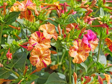 Çiçek açan mucizevi çiçek, Mirabilis Jalapa