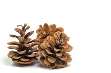 Yakın planda beyaz bir arkaplanda üç kozalak.