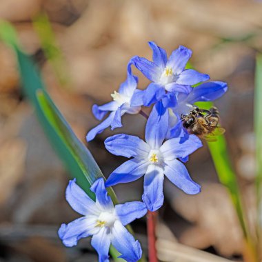 Baharda çiçek açan yıldız sümbülleri, Chionodoxa