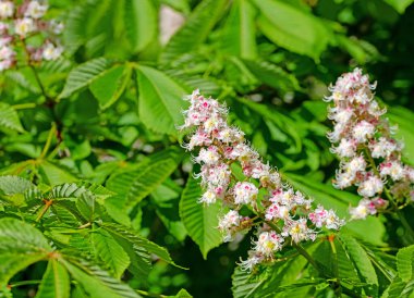 İlkbaharda çiçek açan kestane ağacı