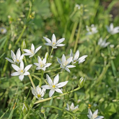 Baharda çiçek açan süt yıldızları, ornithogalum.