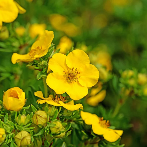 Цветущий Кустарник Potentilla Fruticosa — стоковое фото