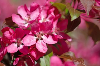 Baharda çiçek açan elma ağacı, kapat.