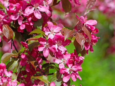 Baharda çiçek açan elma ağacı.