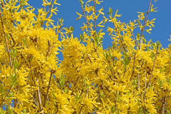 Sárga Virágzó Forsythia Tavasszal — Stock Fotó