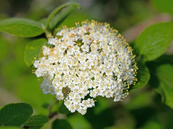 Wełniana Śnieżka Viburnum Lantana Kwiaty Zbliżeniu — Zdjęcie stockowe