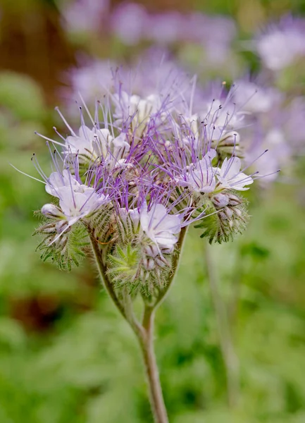 Flowering Bee Pasture Phacelia Close — Stock Photo, Image