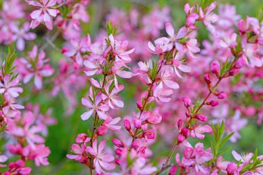Bahar mevsiminde çiçek açan cüce badem, Prunus tenella