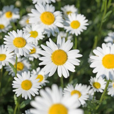 Baharda çiçek açan margueritler, Leucanthemum.