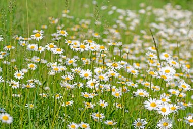 Baharda çiçek açan margueritler, Leucanthemum.