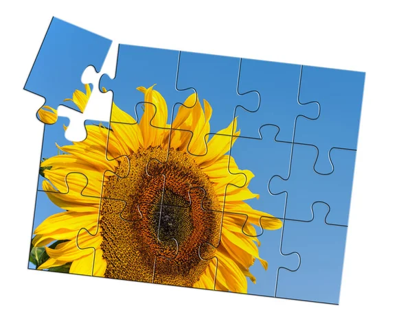Zonnebloem Puzzel Geïsoleerd Tegen Witte Achtergrond Illustratie — Stockfoto