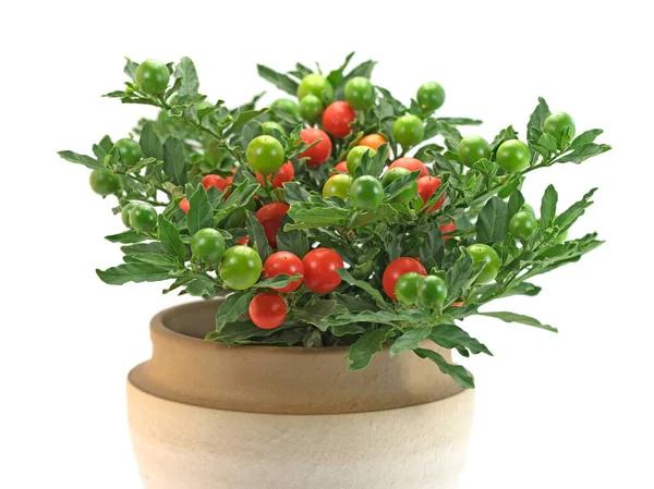 Koraalstruik Solanum Pseudocapsicum Met Vruchten — Stockfoto