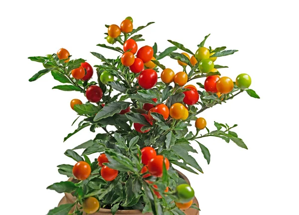 Плоди Коралового Куща Псевдокапсикум Solanum — стокове фото