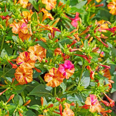 Çiçek açan mucizevi çiçek, Mirabilis Jalapa