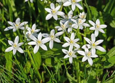 Baharda çiçek açan süt yıldızları, ornithogalum.