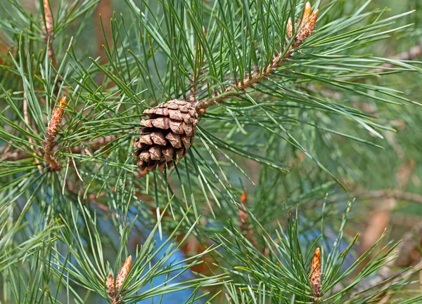Pine Pinus Pine Cones — Stock Photo, Image