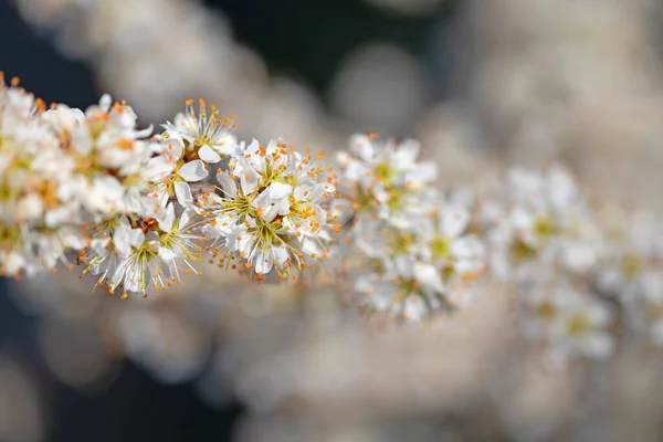 Blooming Blackthorn Prunus Spinosa Spring — Stock Photo, Image